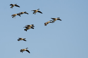 Obraz premium Flock of Canada Geese Flying in a Blue Sky
