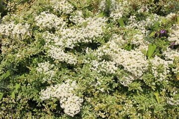 小さな白い花をたくさん咲かせたピラカンサ
