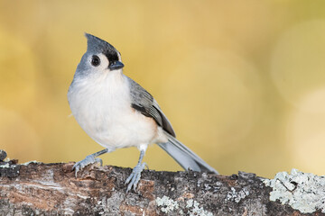 Tufted Titmouse Perched on an Autumn Branch