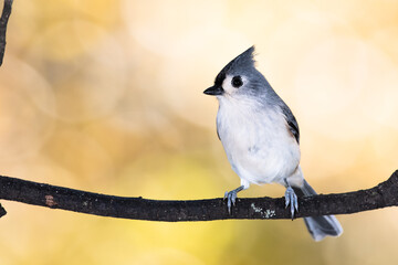Tufted Titmouse Perched on an Autumn Branch