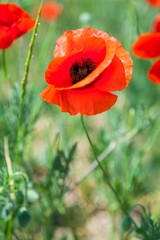 Red poppy flowers in a field