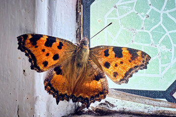 Großer Fuchs ( Nymphalis polychloros ).