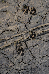 Dog tracks in dry cracked soil