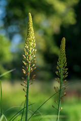 Eremurus isabellinus pinocchio cleopatra flowering ornamental plant, beautiful pink orange foxtail lily flowers starting bloom