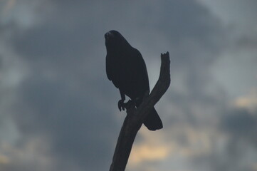 Ibis, Frigatebirds, Cormorants, Crows and other sea birds on the Bird Island in Polonnaruwa, Sri Lanka