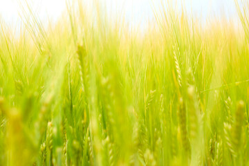 Obraz na płótnie Canvas green wheat field on the farm field