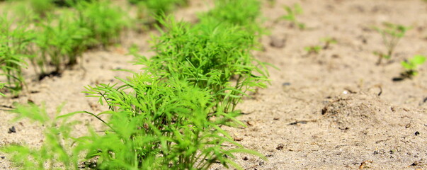 Green dill. Fresh healthy herbs grow in the garden in the village