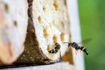 wasp flying to the bug house