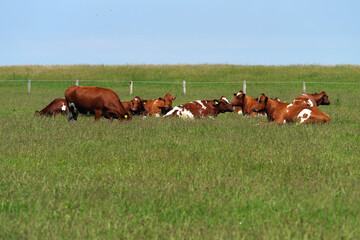Fototapeta na wymiar Brown cows grazing in a field - Stockphoto