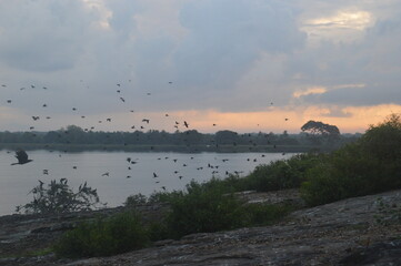 Ibis, Frigatebirds, Cormorants, Crows and other sea birds on the Bird Island in Polonnaruwa, Sri Lanka