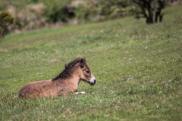 Wild Exmoor Pony foal resting on a sloping meadow in Somerset UK