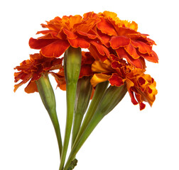 blooming orange marigolds on a white background