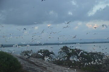 Ibis, Frigatebirds, Cormorants, Crows and other sea birds on the Bird Island in Polonnaruwa, Sri Lanka