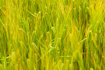 green wheat field on the farm field
