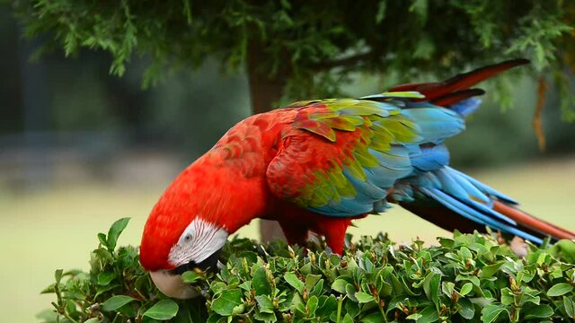 red and green macaw ara
