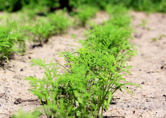 Green dill. Fresh healthy herbs grow in the garden in the village