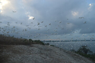 Ibis, Frigatebirds, Cormorants, Crows and other sea birds on the Bird Island in Polonnaruwa, Sri Lanka