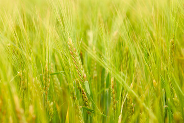 green wheat field on the farm field