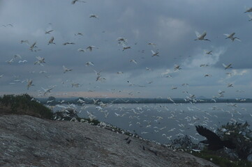 Ibis, Frigatebirds, Cormorants, Crows and other sea birds on the Bird Island in Polonnaruwa, Sri Lanka
