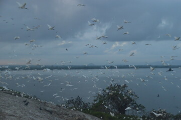 Ibis, Frigatebirds, Cormorants, Crows and other sea birds on the Bird Island in Polonnaruwa, Sri Lanka