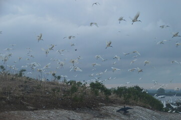 Ibis, Frigatebirds, Cormorants, Crows and other sea birds on the Bird Island in Polonnaruwa, Sri Lanka