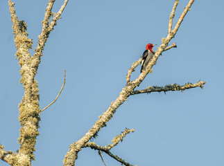 Red-Headed Woodpecker on a Dead Tree