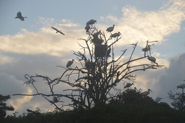 Fototapeta premium Ibis, Frigatebirds, Cormorants, Crows and other sea birds on the Bird Island in Polonnaruwa, Sri Lanka