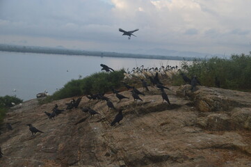 Ibis, Frigatebirds, Cormorants, Crows and other sea birds on the Bird Island in Polonnaruwa, Sri Lanka