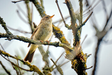 Zilpzalp oder Weidenlaubsänger ( Phylloscopus collybita ).