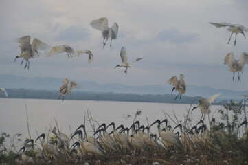 Ibis, Frigatebirds, Cormorants, Crows and other sea birds on the Bird Island in Polonnaruwa, Sri Lanka