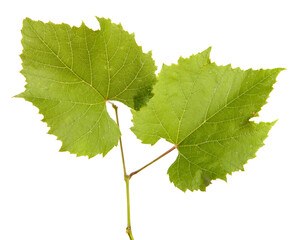 green vine leaves on white background