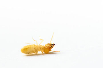 close up dead small termite on white background
