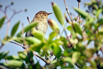 Zilpzalp oder Weidenlaubsänger ( Phylloscopus collybita ).