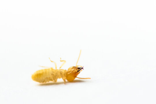 Close Up Dead Small Termite On White Background