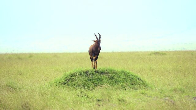 4k shot of topi standing on a mound.