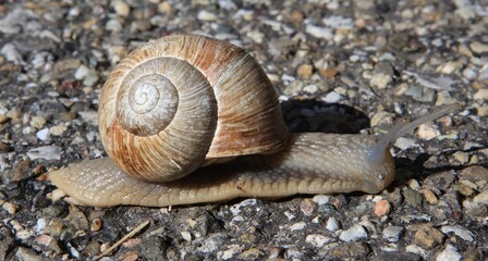 Schnecke