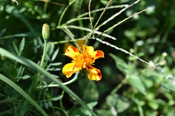 Fiore giallo - primo piano Caragnotta