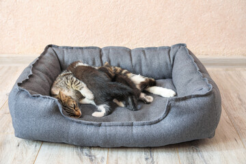 Cat with cute little kittens in pet bed