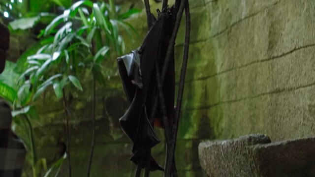 Black flying fox hanging upside down in its usual habitat in a forest