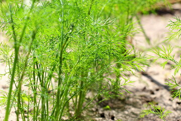 Green dill. Fresh healthy herbs grow in the garden in the village