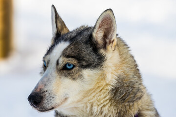 Husky Dog - Finnish Lapland
