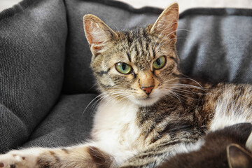 Cat with cute little kittens in pet bed