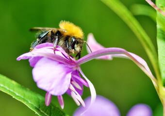 Bumblebee collects nectar from flowers.