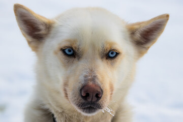 Husky Dog - Finnish Lapland