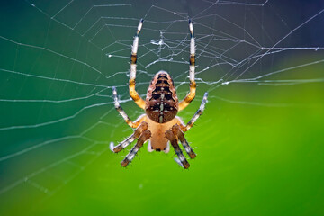 Gartenkreuzspinne ( Araneus diadematus ).