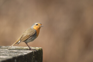 Robin waiting to be served