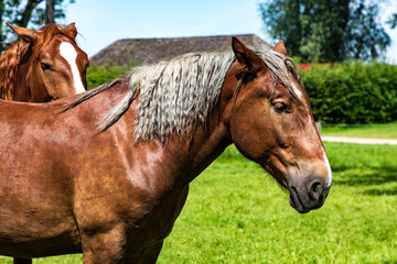 Pferde auf einer Koppel am Chiemsee, Fraueninsel.
