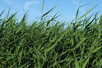 A closeup shot of reed grass with blue sky - Stockphoto