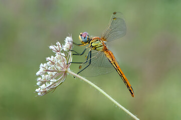 The dragonfly with spread wings sits on a white wild flower early in the morning