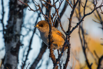 Kuukkeli - Siberian jay - Finnish Lapland